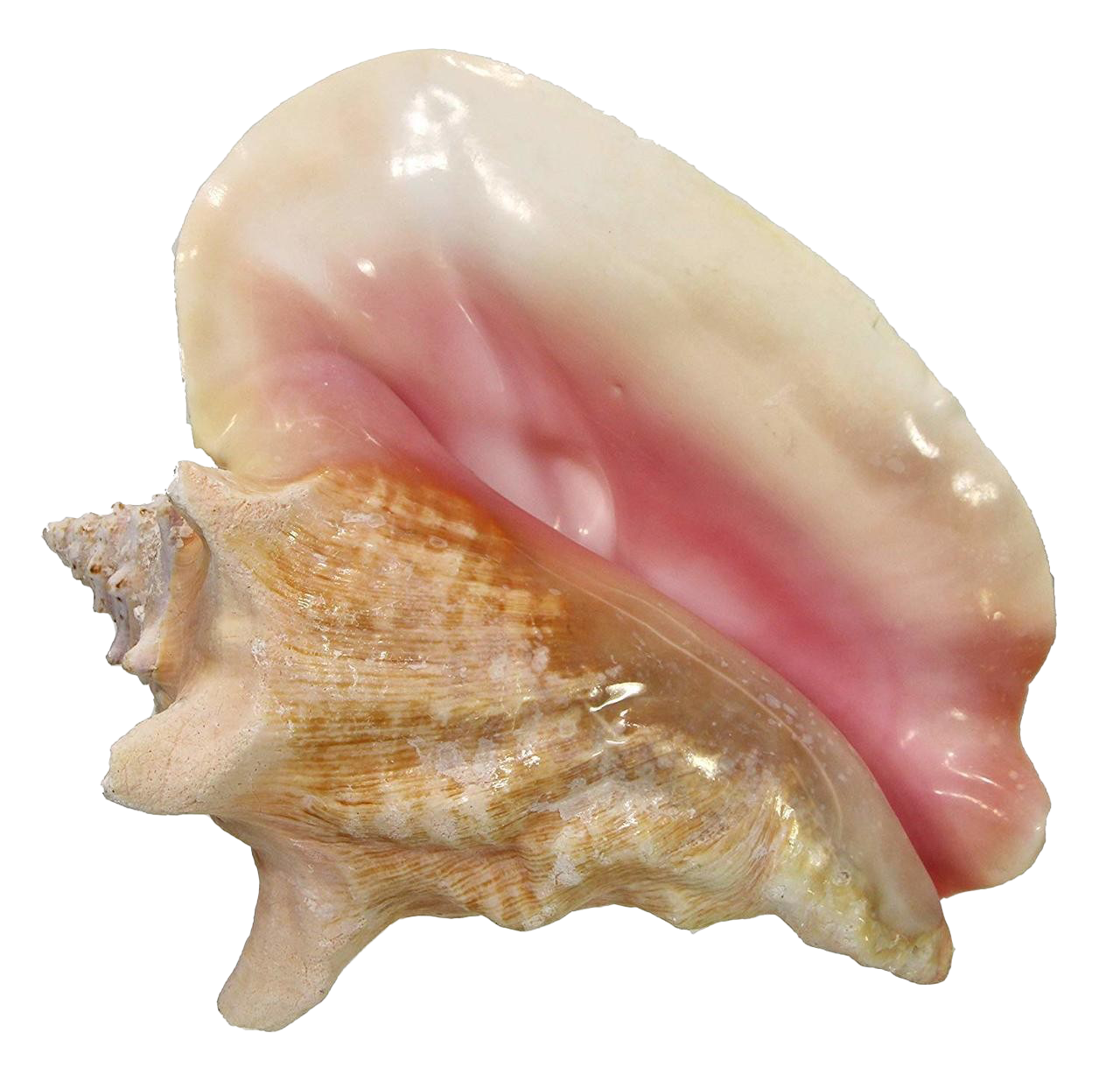 Snail Seashell Conch PNG Download gratuito