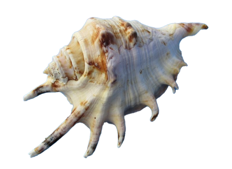 Snail seashell conch PNG hoogwaardige Afbeelding