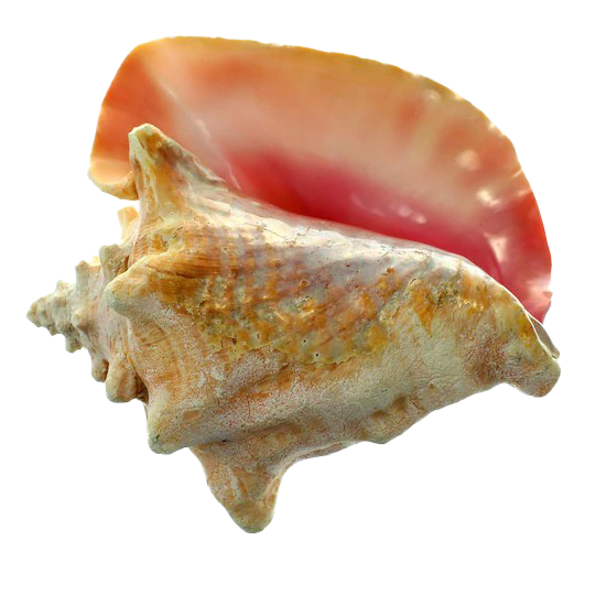 Fondo de imagen de la imagen del caracol de caracol Conch PNG