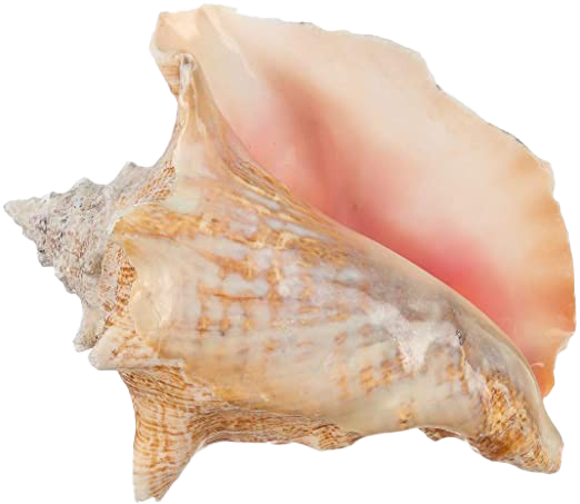 Immagine di conchiglia con seashell snail