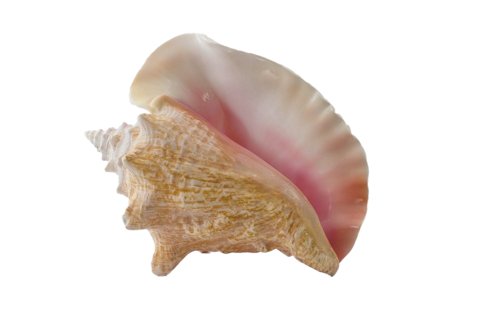Snail Seashell Conch PNG Pic