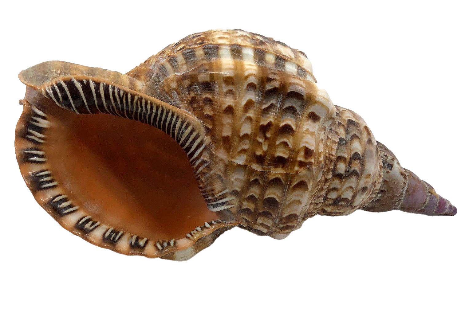 Snail seashell conch PNG Foto