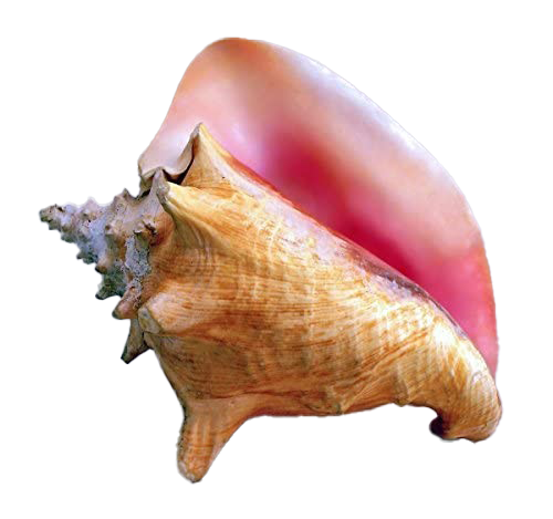 Immagine Trasparente con conchiglia con seashell snail