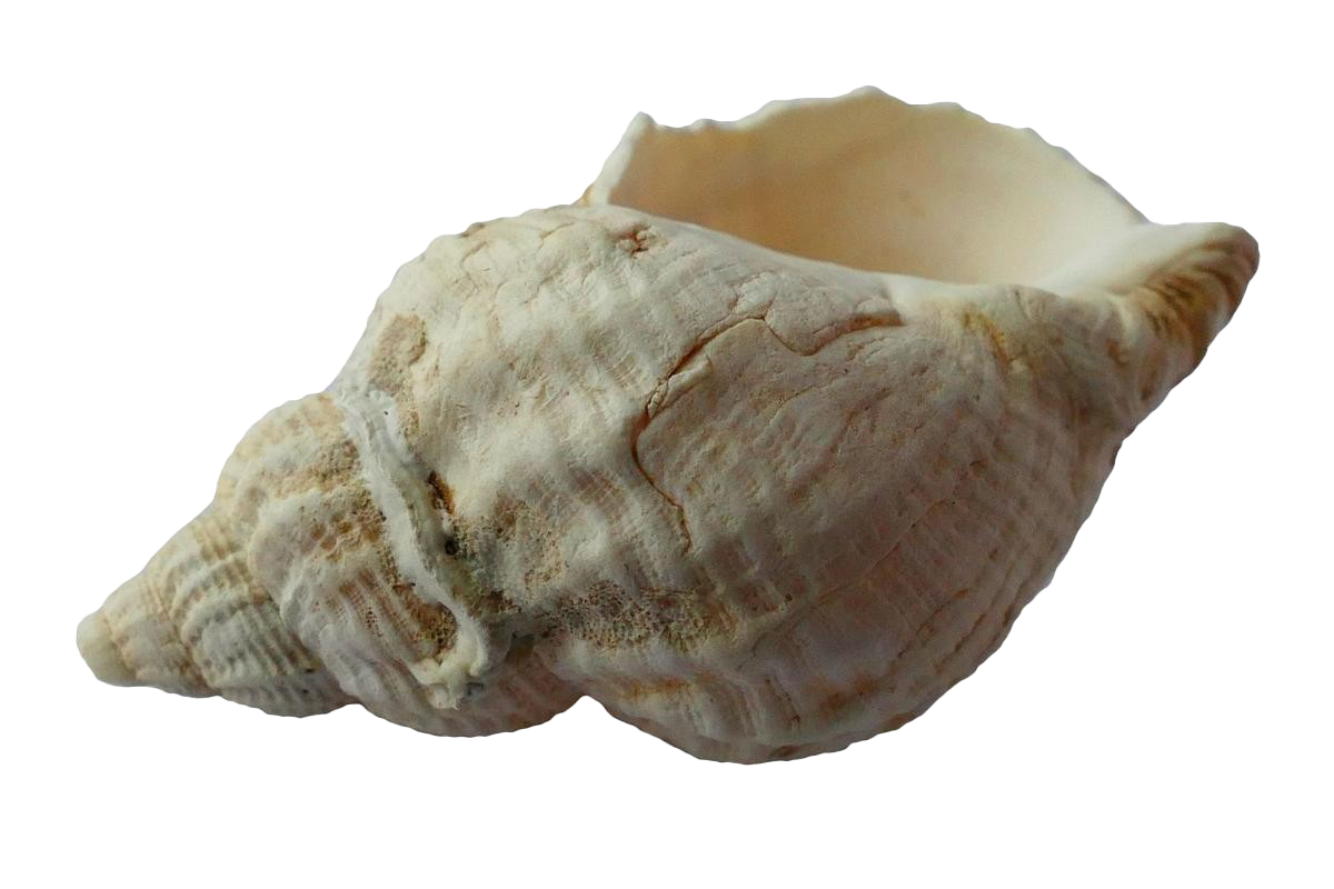 Snail Seashell Conch Transparent Image