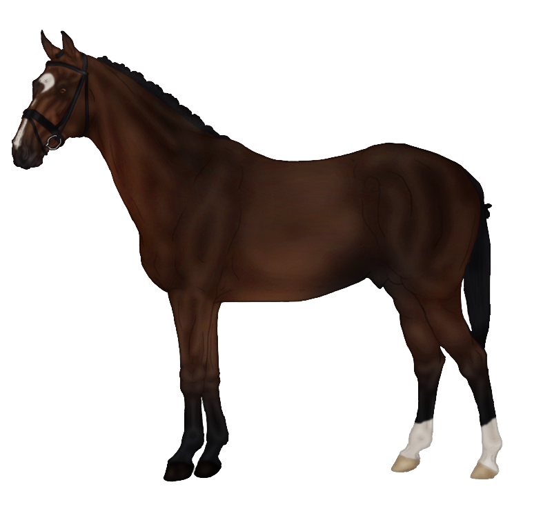 Staande bruin paard PNG Afbeelding achtergrond
