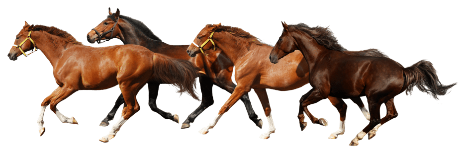 Standed Brown Horse PNG Gambar