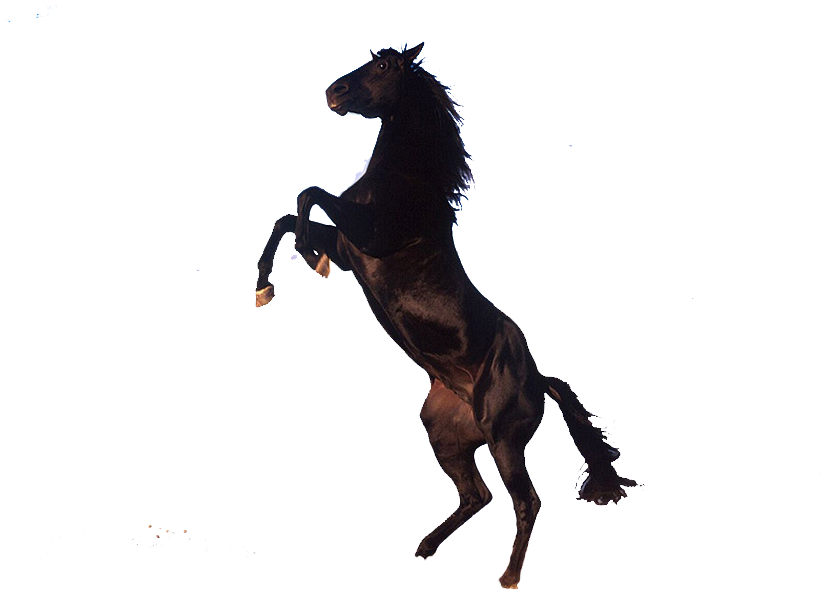 Standing Brown Horse PNG Transparent Image