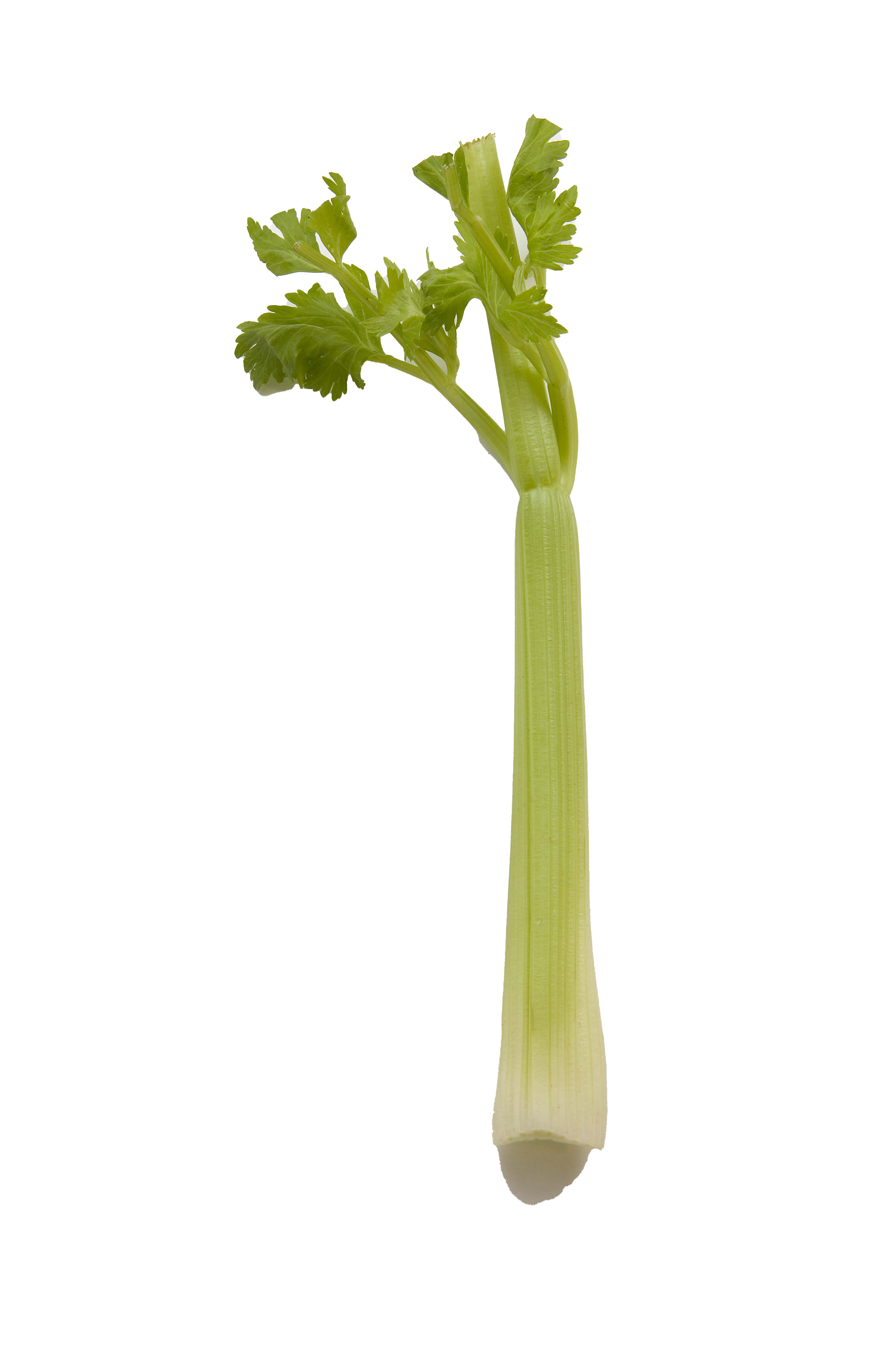 Vegetable Celery PNG High-Quality Image