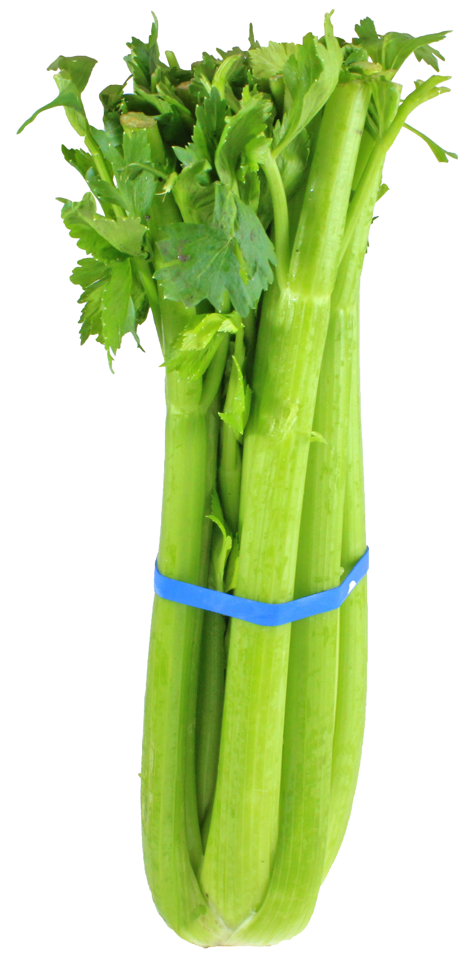 Vegetable Celery PNG Image Background