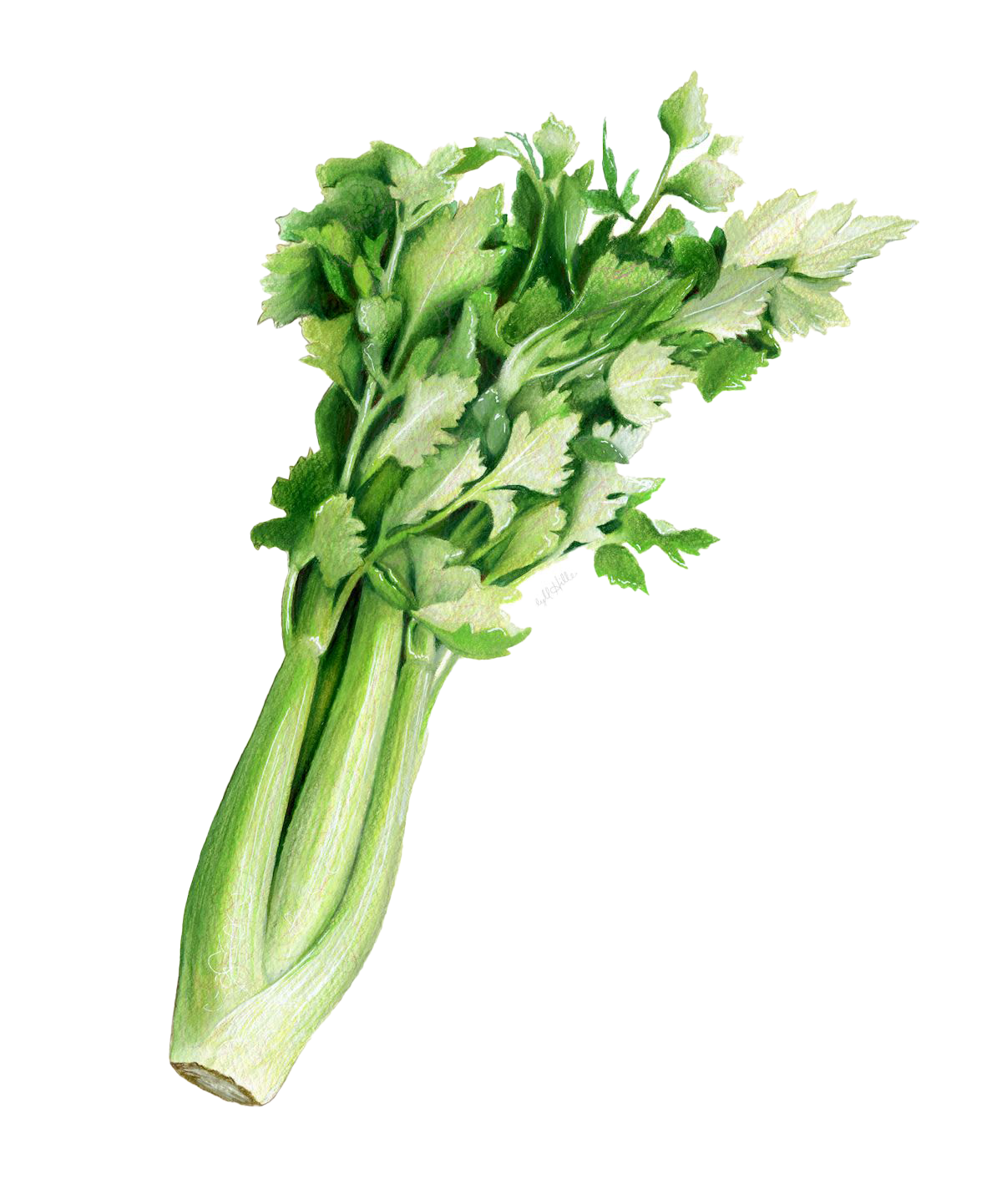 Vegetable Celery PNG Pic