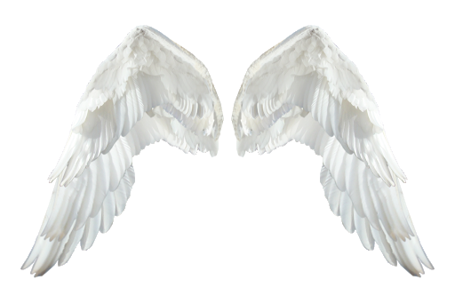 Branco anjo asas PNG imagem