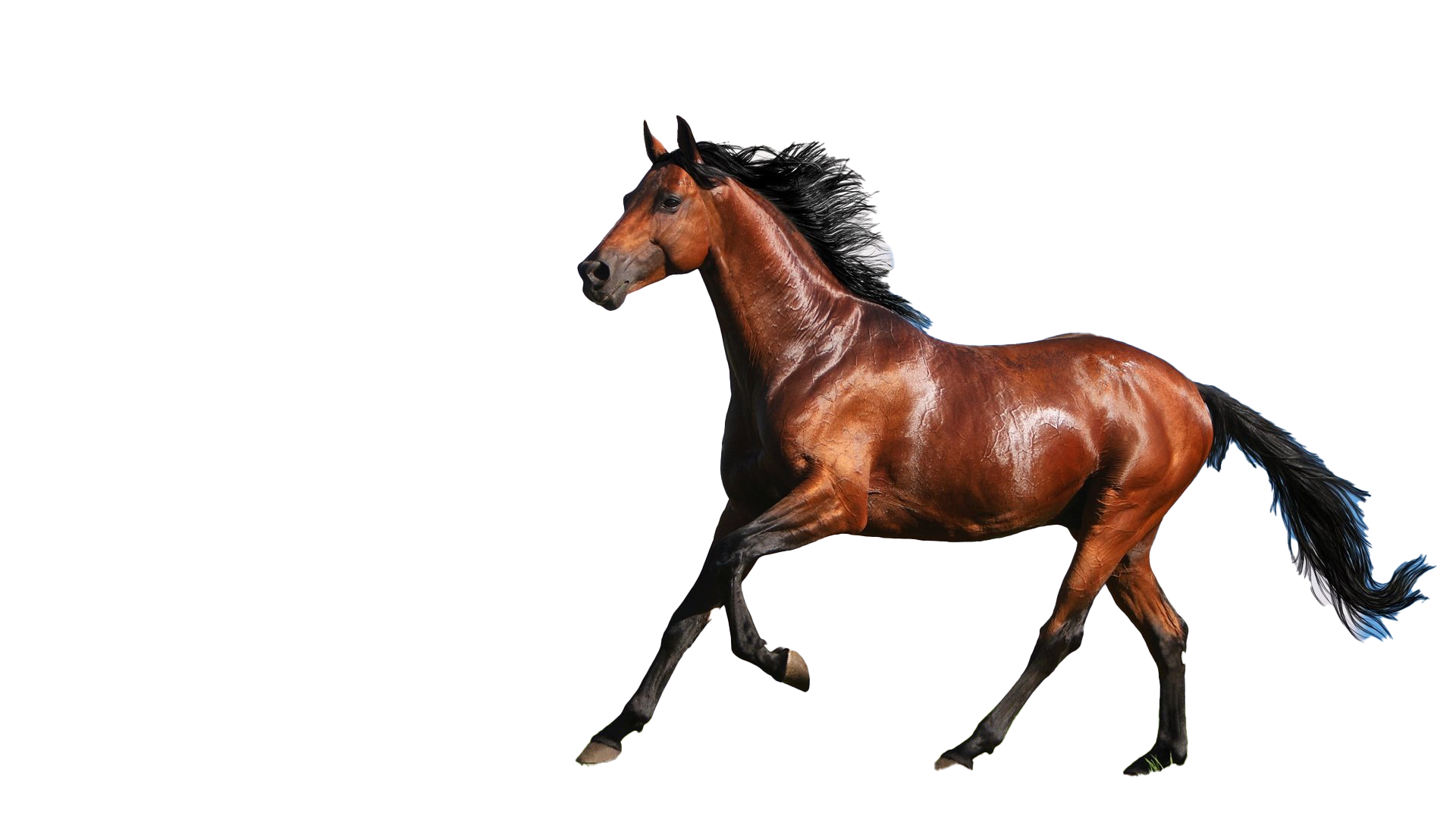 Wild Brown Horse Free PNG Image