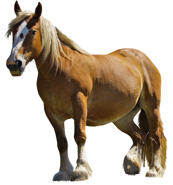 البرية البني الحصان PNG تحميل صورة