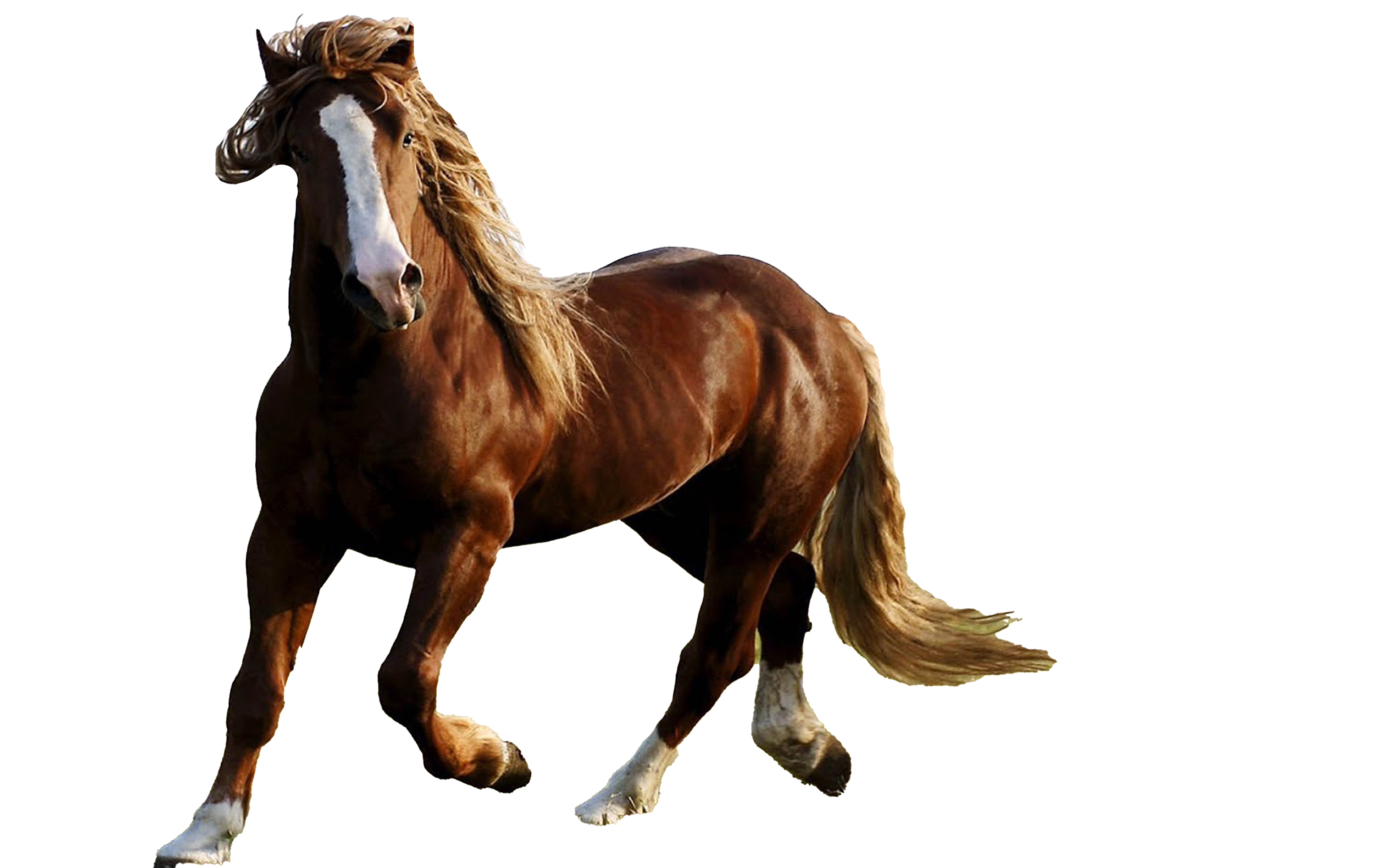 Wild Brown Horse PNG High-Quality Image