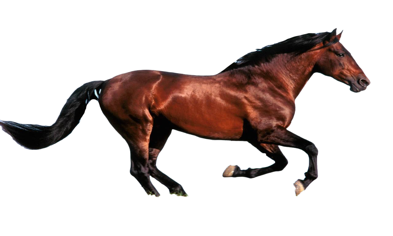 Wild bruin paard PNG Beeld