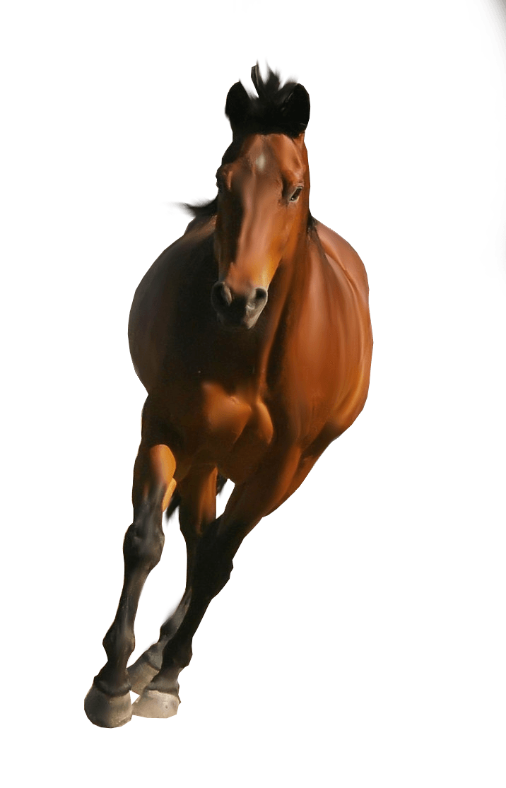 Wild Brown Horse PNG Image Background