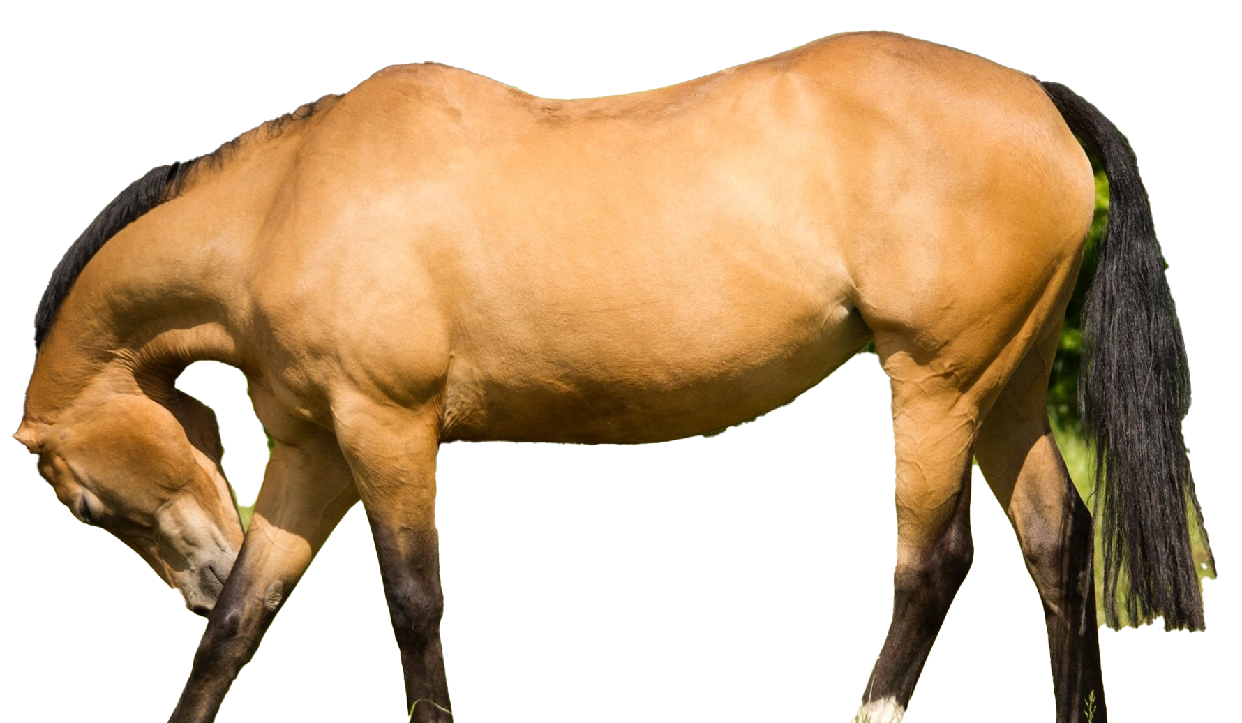 야생 갈색 말 PNG 사진