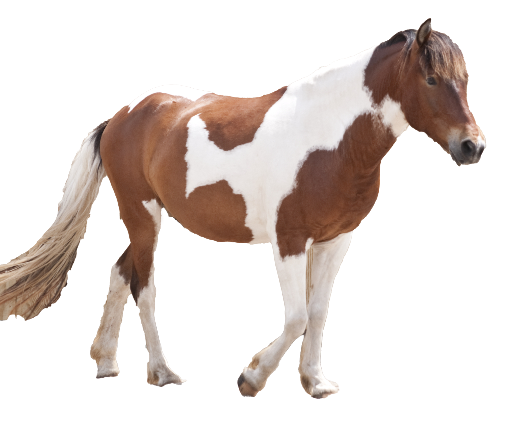 Wild Brown Horse PNG Pic