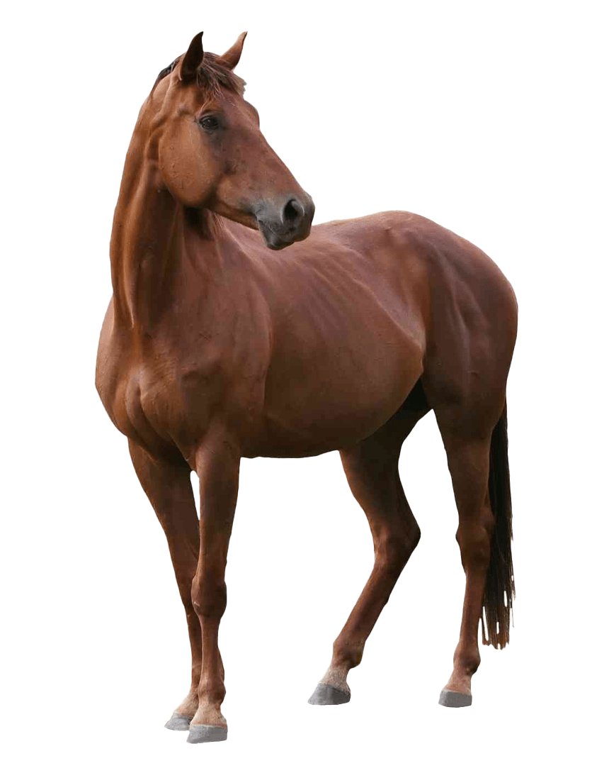 Wild Brown Horse PNG Transparent Image