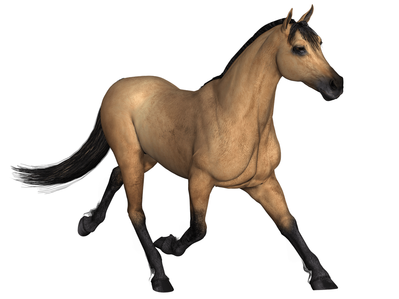 Wild Brown Horse Transparent Image