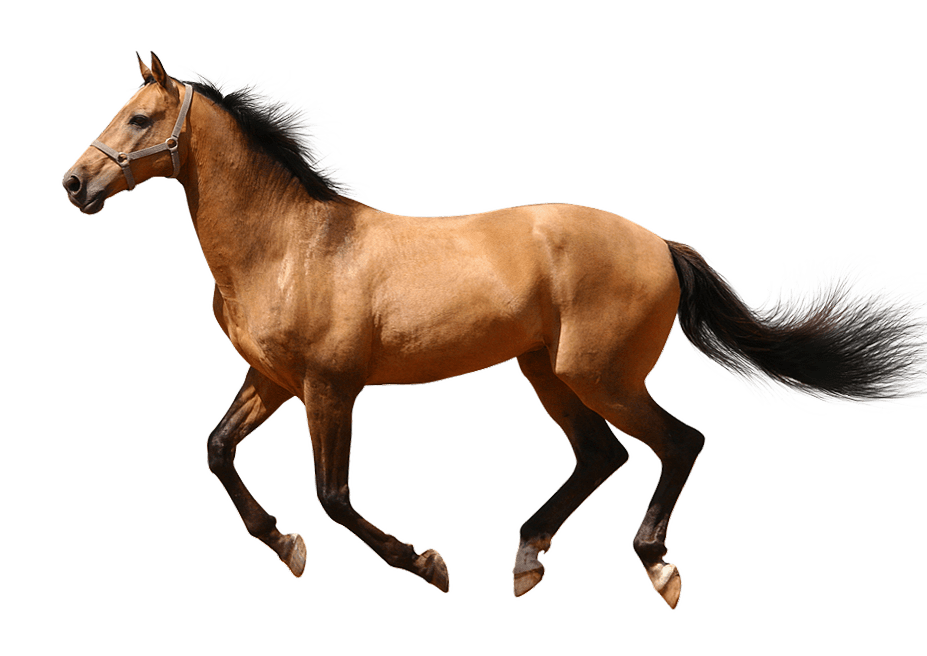 American Running Horse Free PNG Image