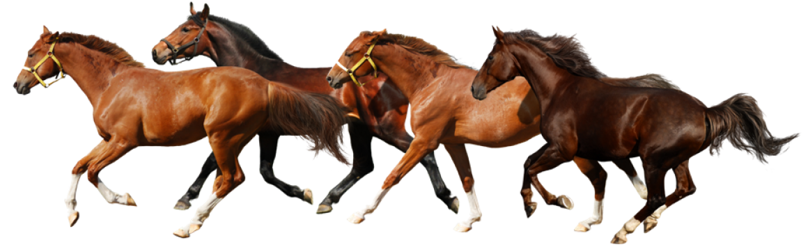 American Running Horse PNG Background Image