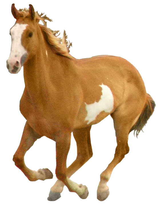 American Running Horse PNG Free Download