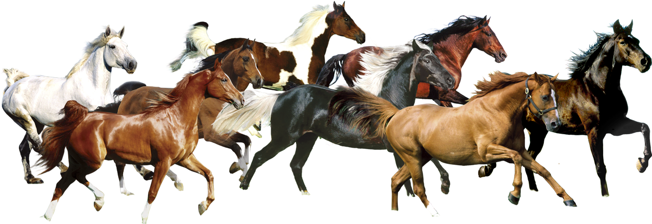 American Running Horse PNG Transparent Image