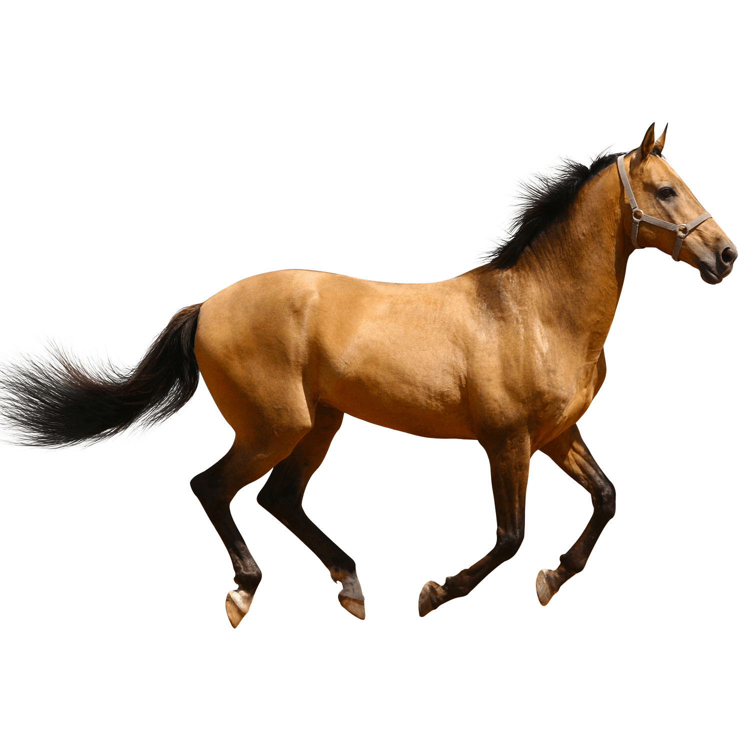 American Running Horse Transparent Background PNG