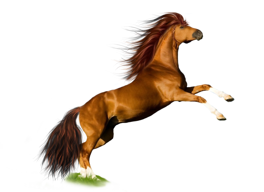 Immagine Trasparente del cavallo corrente americano