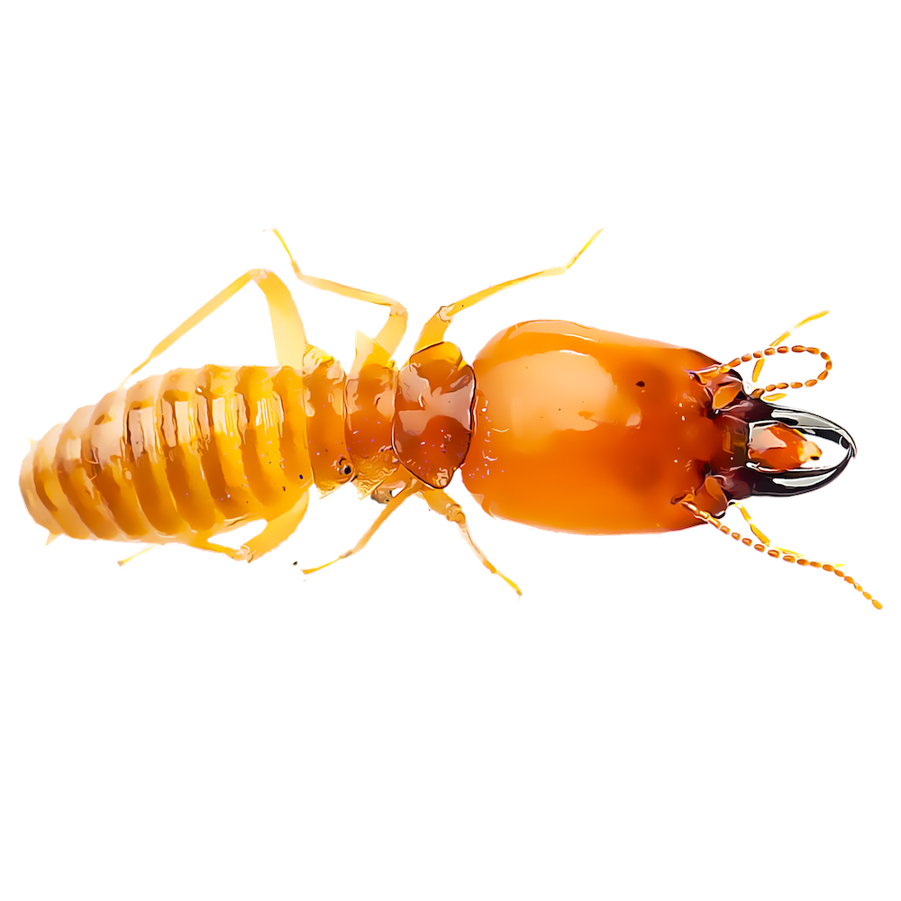 Ant Termite PNG Unduh Gratis
