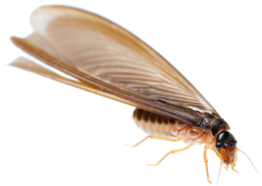 Ant Termite PNG Transparent Image