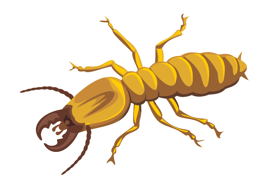 Gambar Transparan semut rayap