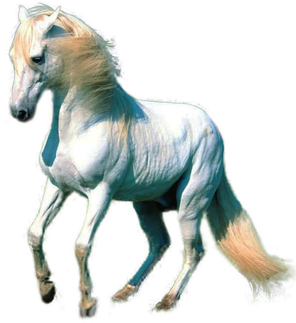 Arabian White Horse Download Transparent PNG Image