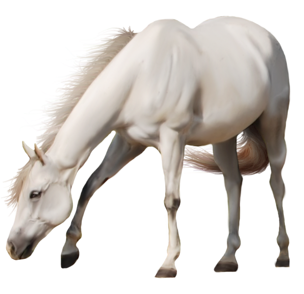 Arabian White Horse Free PNG Image