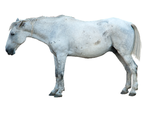 Arabian White Horse PNG Free Download