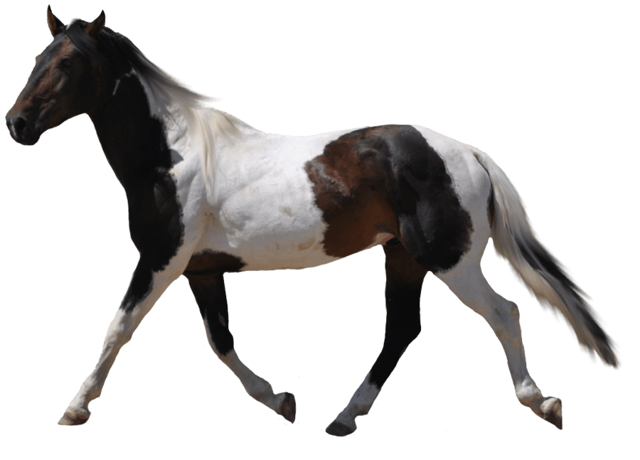Arabian White Horse PNG High-Quality Image