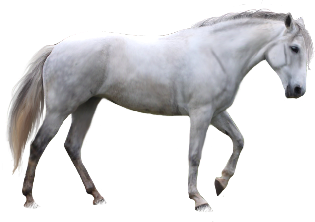 Arabian White Horse PNG Image Background