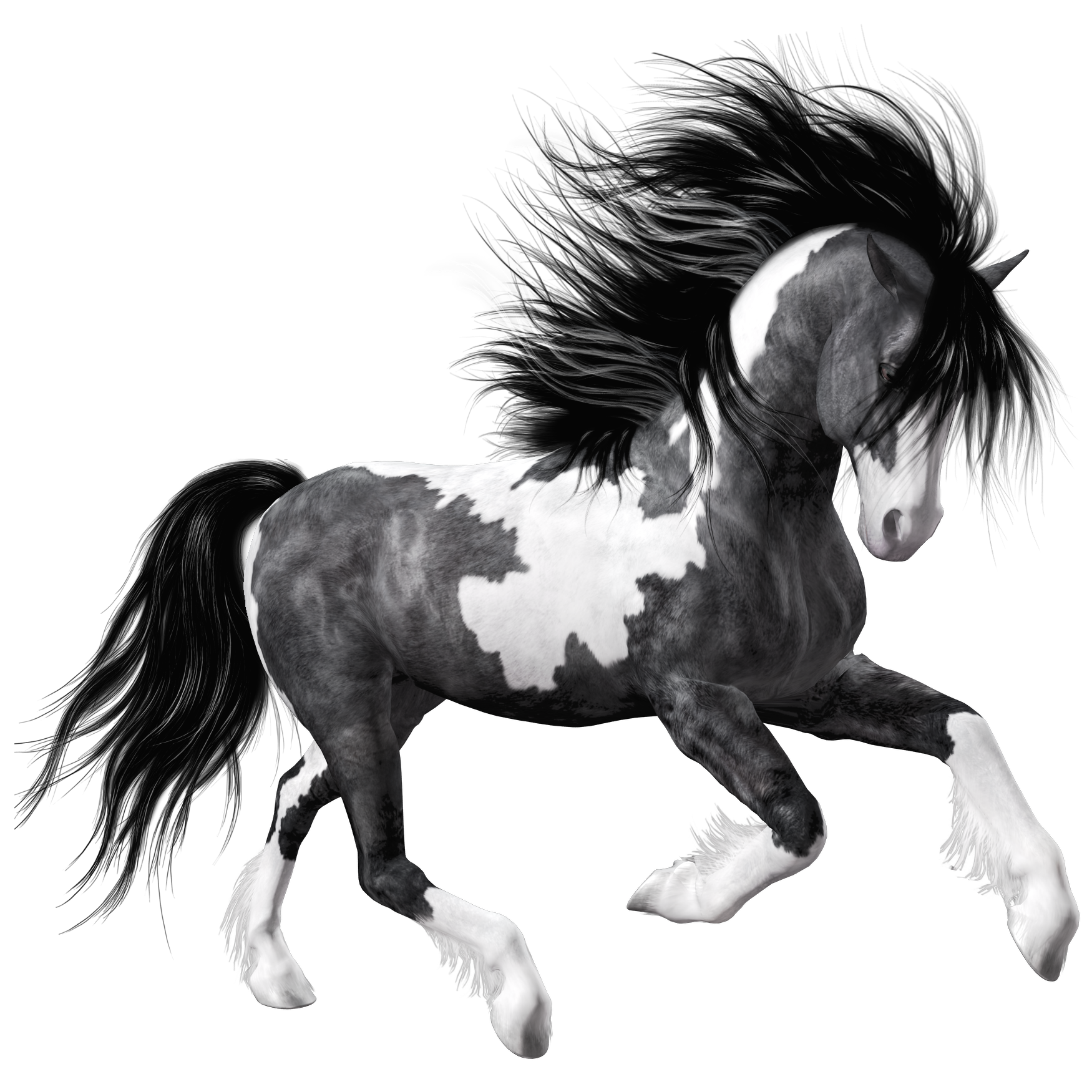 Arabian White Horse PNG Image Transparent Background
