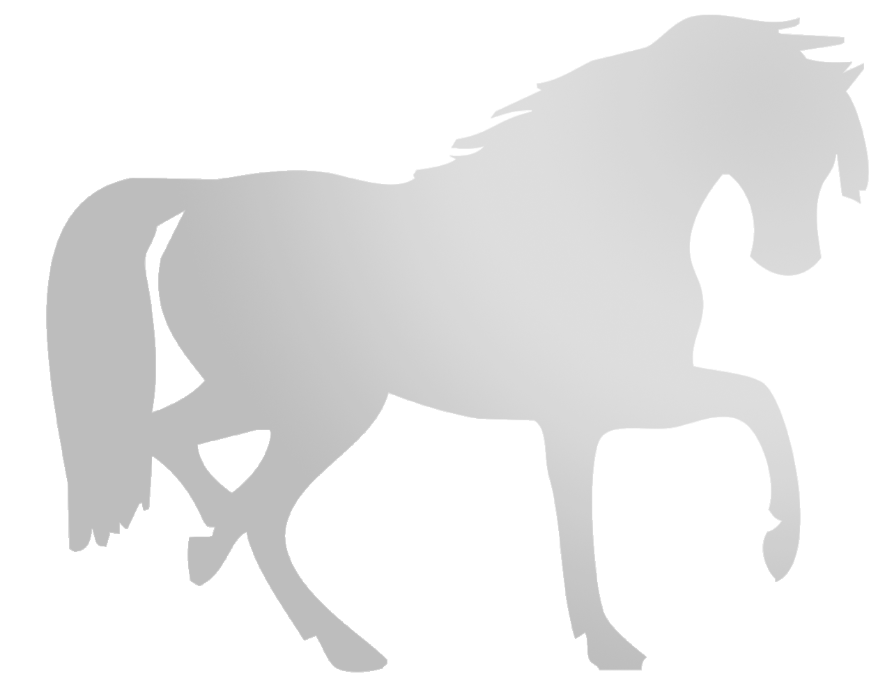 Arabian White Horse PNG Picture