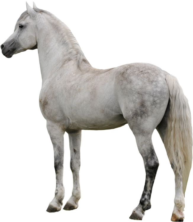 Arabian White Horse PNG Transparent Image
