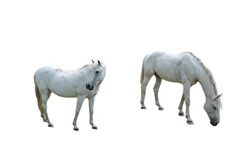 Arab White Gambar kuda Transparan