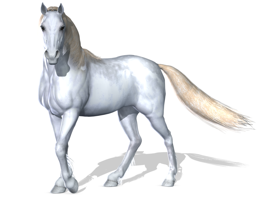 Gambar Transparan Kuda Putih Arab