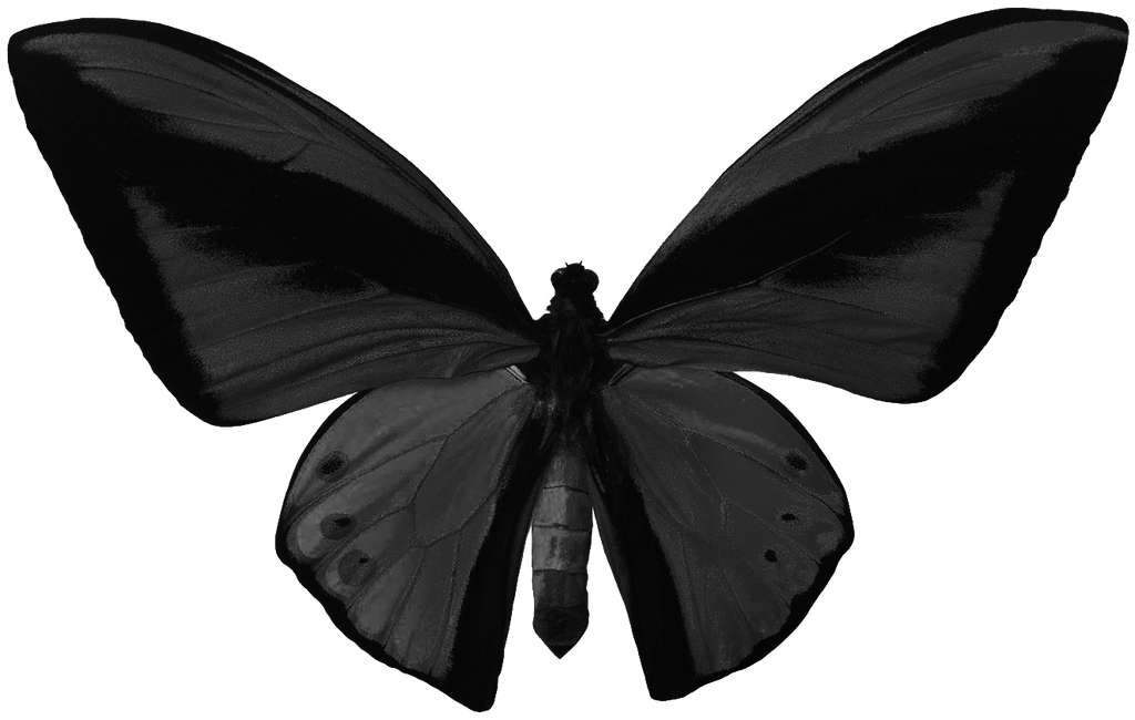 Dark Black Butterfly PNG File Download Free