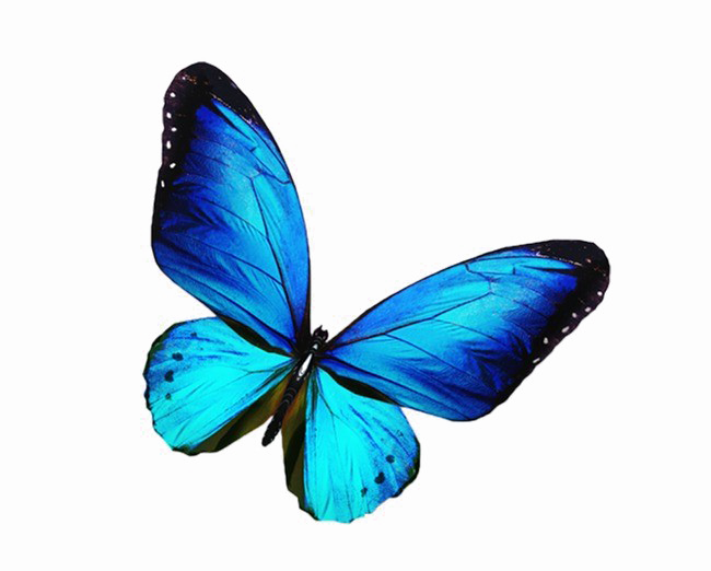 Flying Blue Butterflies PNG Pic Background