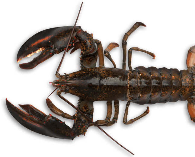 Juvenile American Lobster Download PNG-Afbeelding