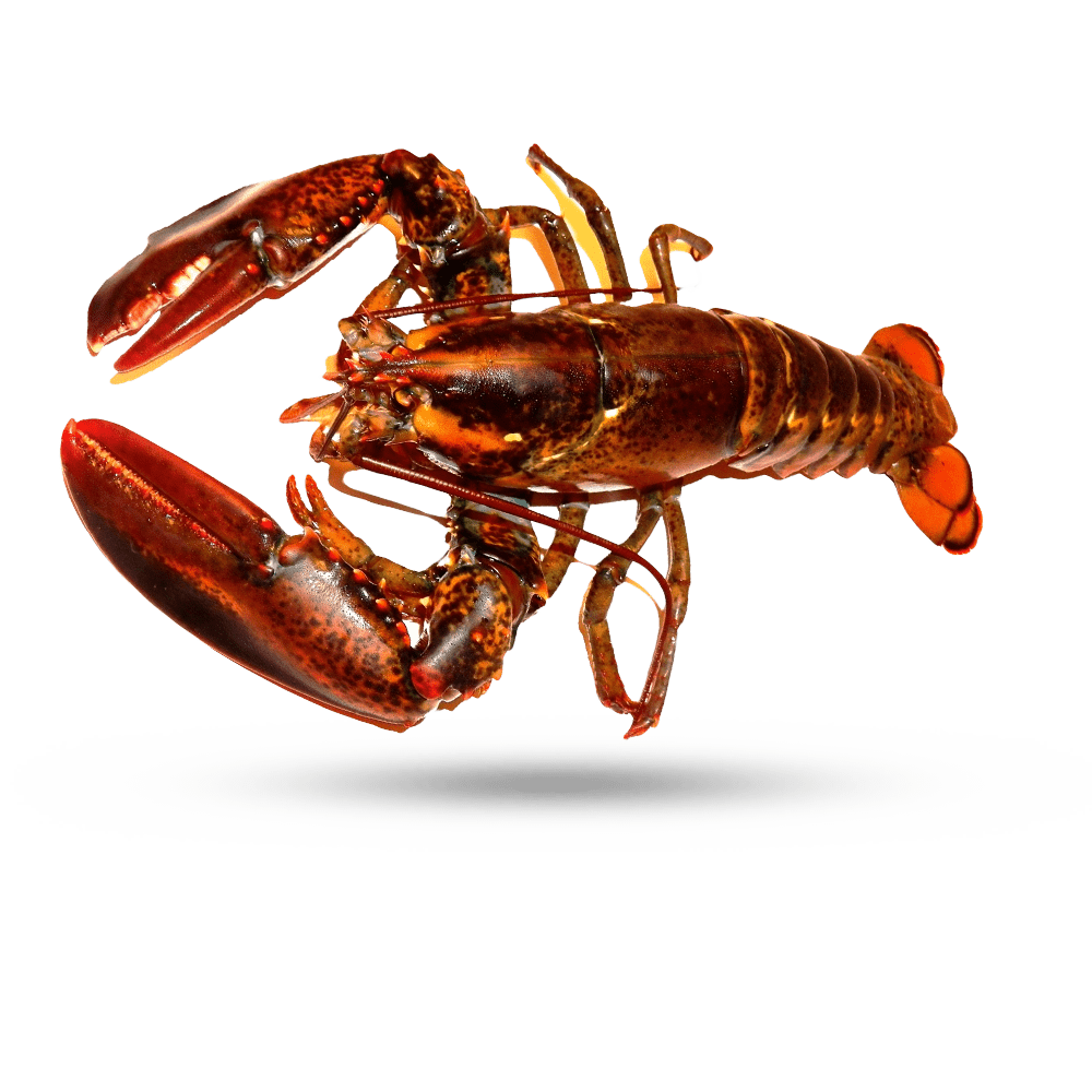 Juvenile American Lobster Download Transparante PNG-Afbeelding