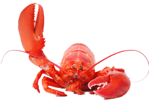Juvenile American Lobster Free PNG Image