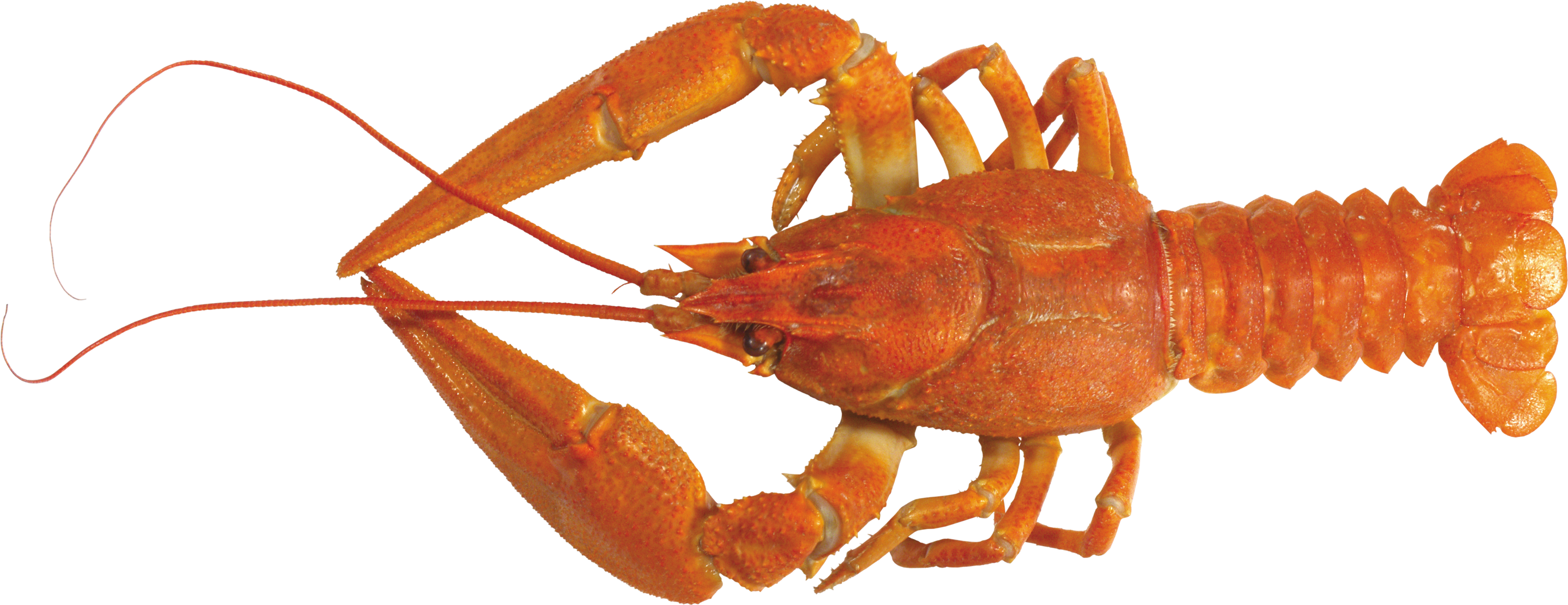 Juvenile American Lobster PNG Background Image