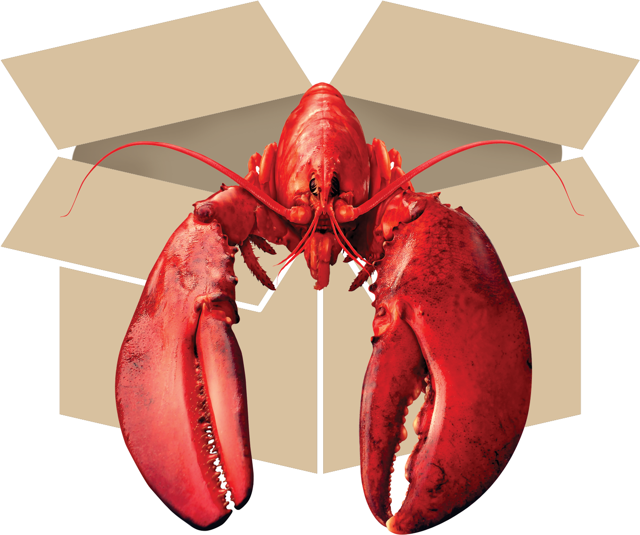 Juvenile American Lobster PNG Free Download